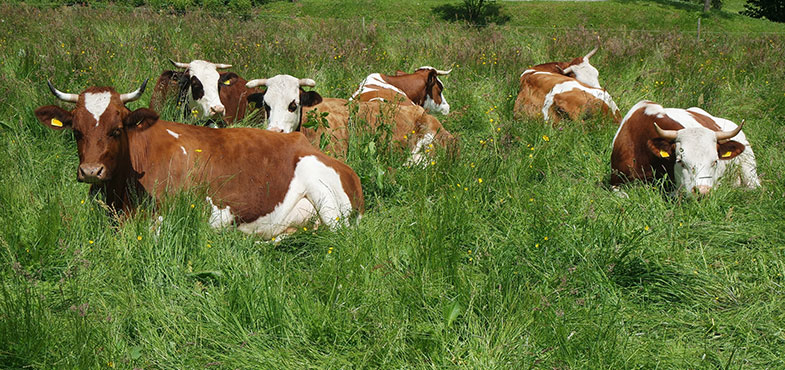 Vorderwälder Weiderind